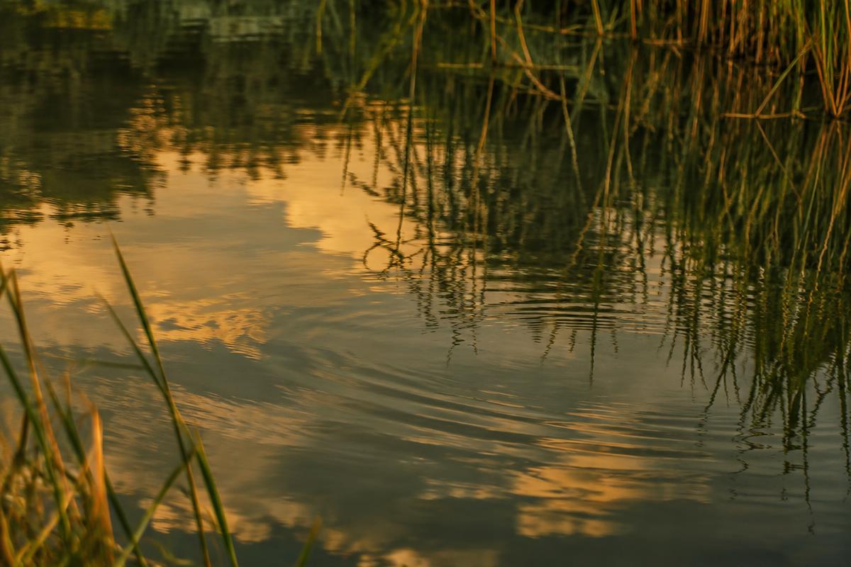 Pond water settling into stillness, reflecting reeds and warm sky
